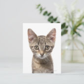 Carte Postale Portrait d'un chaton (Debout devant)