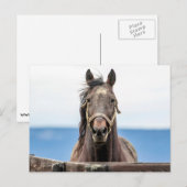 Carte Postale Portrait d'un cheval (Devant / Derrière)