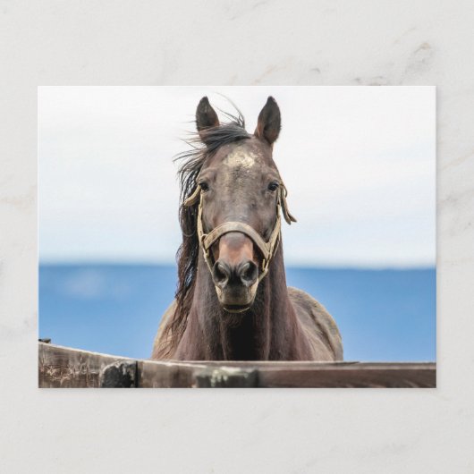 Carte Postale Portrait d'un cheval (Devant)