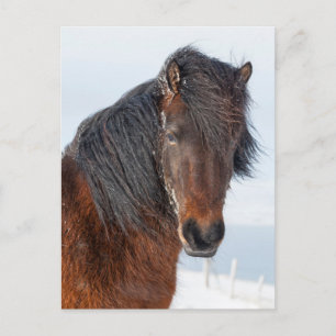 Carte Postale Portrait d'un cheval islandais royal