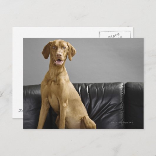 Carte Postale Portrait d'un chien (Devant / Derrière)