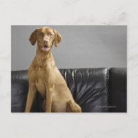 Portrait d'un chien