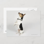 Carte Postale Portrait d'un chien Jack Russell assis sur son arr (Devant / Derrière)