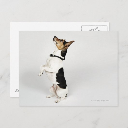 Carte Postale Portrait d'un chien Jack Russell assis sur son arr (Devant / Derrière)