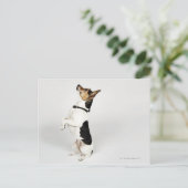 Carte Postale Portrait d'un chien Jack Russell assis sur son arr (Debout devant)