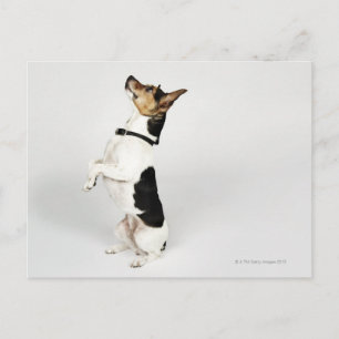 Carte Postale Portrait d'un chien Jack Russell assis sur son arr
