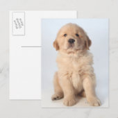 Carte Postale Portrait d'un chiot récupérateur d'or de six semai (Devant / Derrière)