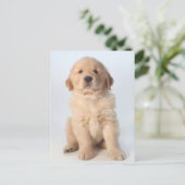 Carte Postale Portrait d'un chiot récupérateur d'or de six semai (Debout devant)
