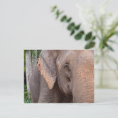 Carte Postale Portrait d'un éléphant (Debout devant)