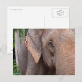 Carte Postale Portrait d'un éléphant (Devant / Derrière)