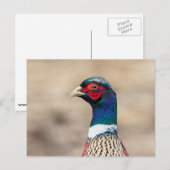 Carte Postale Portrait d'un faisan (Devant / Derrière)