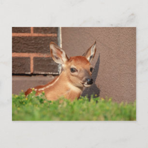 Carte Postale Portrait d'un faon (cerf de Virginie)