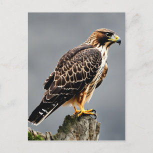 Carte Postale Portrait d'un Hawk