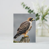 Carte Postale Portrait d'un Hawk (Debout devant)