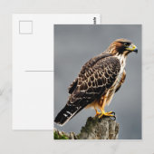 Carte Postale Portrait d'un Hawk (Devant / Derrière)