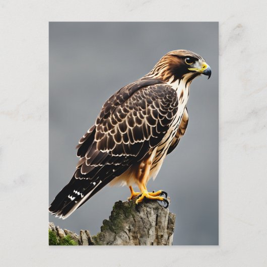 Carte Postale Portrait d'un Hawk (Devant)