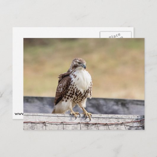 Carte Postale Portrait d'un Hawk à queue rouge immature (Devant / Derrière)