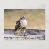 Carte Postale Portrait d'un Hawk à queue rouge immature (Devant)