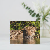 Carte Postale Portrait d'un jaguar nageant (Debout devant)