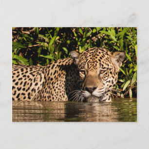 Carte Postale Portrait d'un jaguar nageant