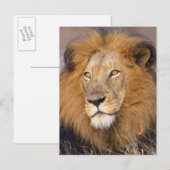 Carte Postale Portrait d'un Lion regardant au loin (Devant / Derrière)