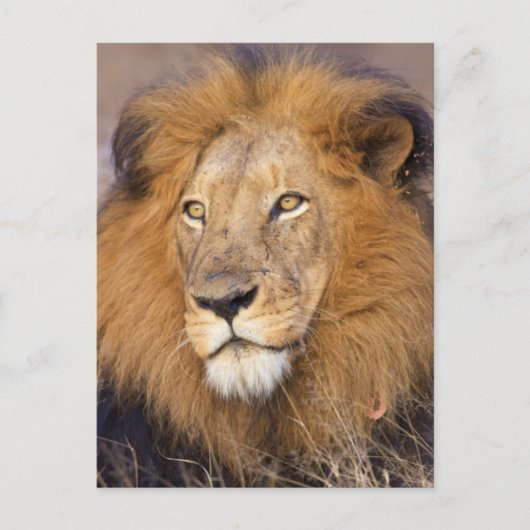 Carte Postale Portrait d'un Lion regardant au loin (Devant)