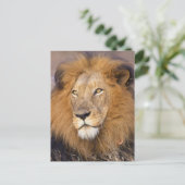 Carte Postale Portrait d'un Lion regardant au loin (Debout devant)