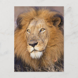 Carte Postale Portrait d'un Lion regardant au loin