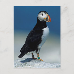 Carte Postale Portrait d'un Macareux Atlantique