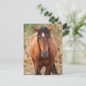 Carte Postale Portrait d'un Mustang sauvage (Debout devant)