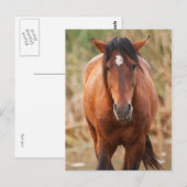 Carte Postale Portrait d'un Mustang sauvage (Devant / Derrière)