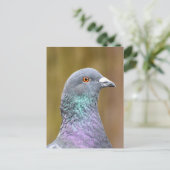 Carte Postale Portrait D'Un Pigeon (Debout devant)