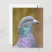 Carte Postale Portrait D'Un Pigeon (Devant / Derrière)