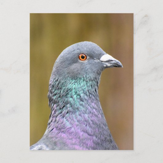 Carte Postale Portrait D'Un Pigeon (Devant)