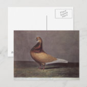 Carte Postale Portrait d'un pigeon à barbe (Devant / Derrière)