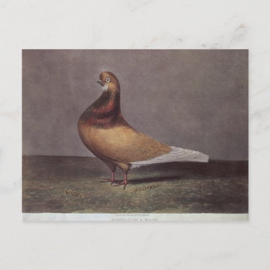 Carte Postale Portrait d'un pigeon à barbe (Devant)
