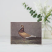 Carte Postale Portrait d'un pigeon à barbe (Debout devant)