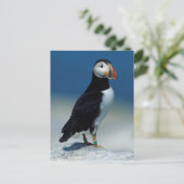 Carte Postale Portrait d'un Puffin de l'Atlantique (Debout devant)