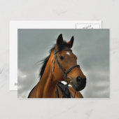 Carte Postale Portrait d'un pur-sang (Devant / Derrière)