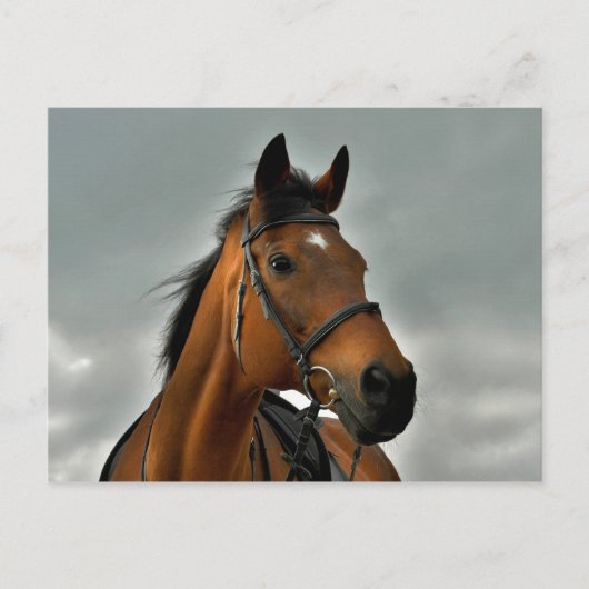 Carte Postale Portrait d'un pur-sang (Devant)