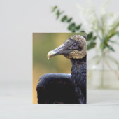 Carte Postale Portrait d'un vautour (Debout devant)