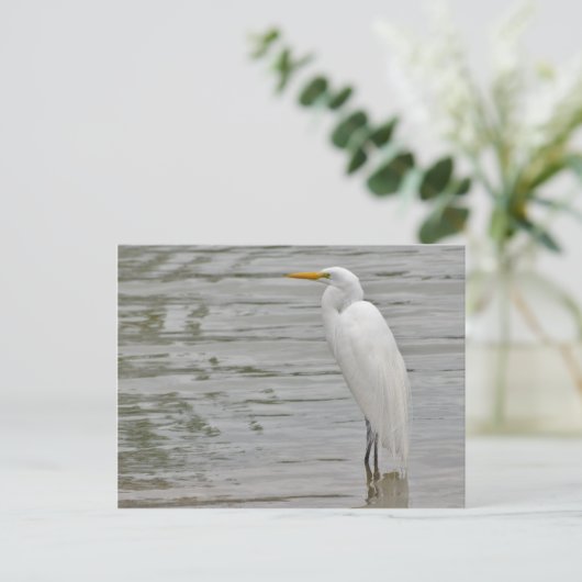 Carte Postale Portrait d'une aigrette neigeuse (Debout devant)
