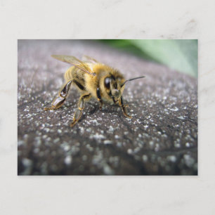 Carte Postale Portrait d'une Honey Bee