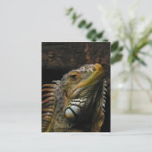 Carte Postale Portrait d'une Iguana (Debout devant)