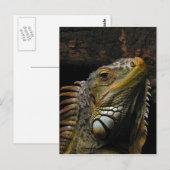 Carte Postale Portrait d'une Iguana (Devant / Derrière)