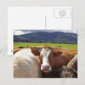 Carte Postale Portrait d'une paire de vaches dans le champ dans (Devant / Derrière)