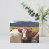 Carte Postale Portrait d'une paire de vaches dans le champ dans (Debout devant)