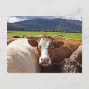 Carte Postale Portrait d'une paire de vaches dans le champ dans