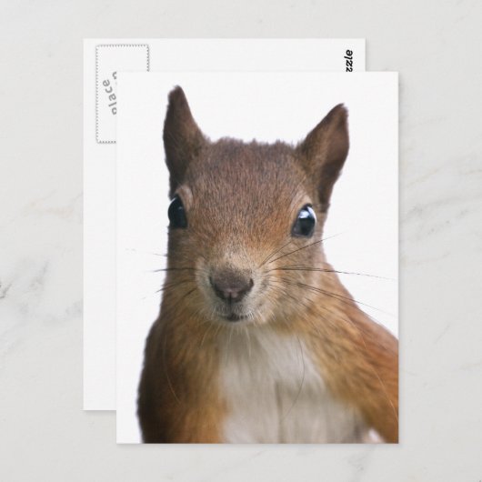 Carte postale Portrait écureuil (Devant / Derrière)