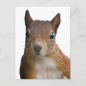 Carte postale Portrait écureuil (Devant)